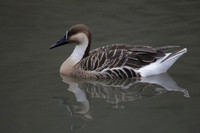Wildfowl and Wetland Trust Arundel on Sunday 06 January 2013