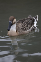 Wildfowl and Wetland Trust Arundel on Sunday 06 January 2013