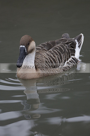 Wildfowl and Wetland Trust Arundel on Sunday 06 January 2013