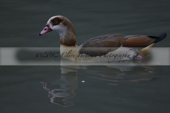 Wildfowl and Wetland Trust Arundel on Sunday 06 January 2013
