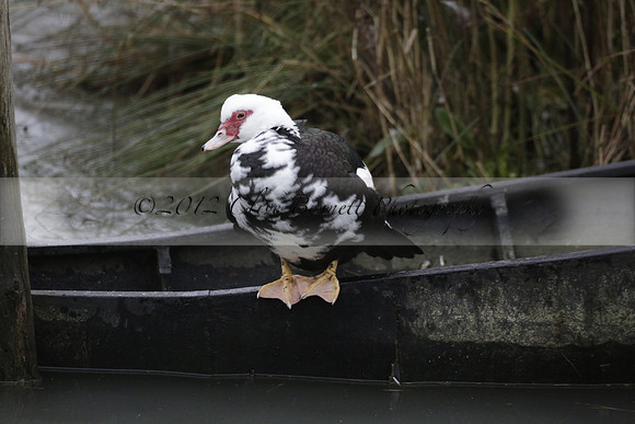 Wildfowl and Wetland Trust Arundel on Sunday 06 January 2013