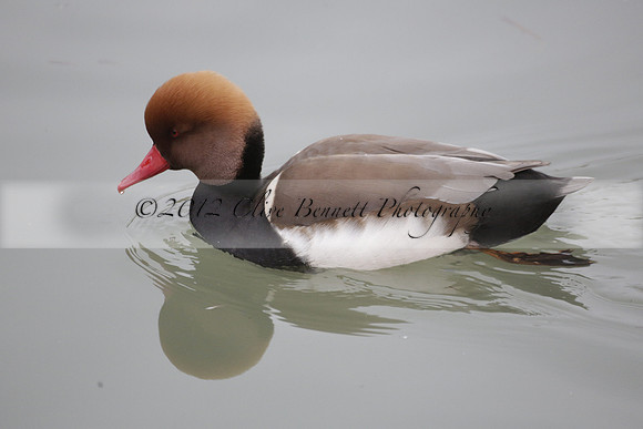 Wildfowl and Wetland Trust Arundel on Sunday 06 January 2013