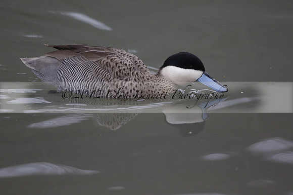Wildfowl and Wetland Trust Arundel on Sunday 06 January 2013