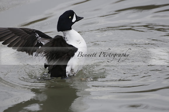 Wildfowl and Wetland Trust Arundel on Sunday 06 January 2013