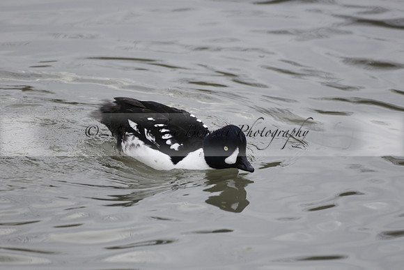 Wildfowl and Wetland Trust Arundel on Sunday 06 January 2013