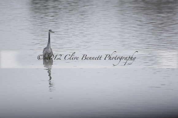 Wildfowl and Wetland Trust Arundel on Sunday 06 January 2013