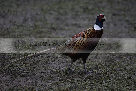Wildfowl and Wetland Trust Arundel on Sunday 06 January 2013
