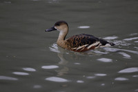 Wildfowl and Wetland Trust Arundel on Sunday 06 January 2013