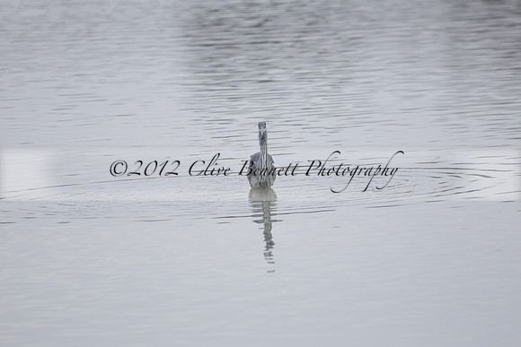 Wildfowl and Wetland Trust Arundel on Sunday 06 January 2013