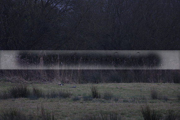Wildfowl and Wetland Trust Arundel on Sunday 06 January 2013