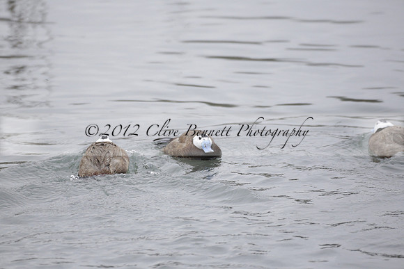 Wildfowl and Wetland Trust Arundel on Sunday 06 January 2013