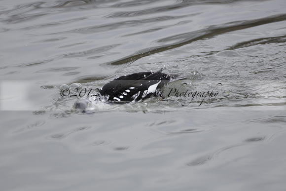 Wildfowl and Wetland Trust Arundel on Sunday 06 January 2013