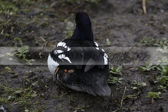 Wildfowl and Wetland Trust Arundel on Sunday 06 January 2013