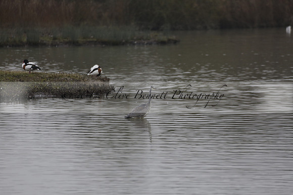 Wildfowl and Wetland Trust Arundel on Sunday 06 January 2013