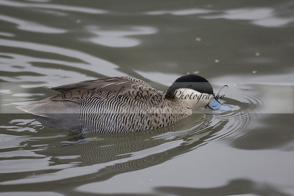 Wildfowl and Wetland Trust Arundel on Sunday 06 January 2013