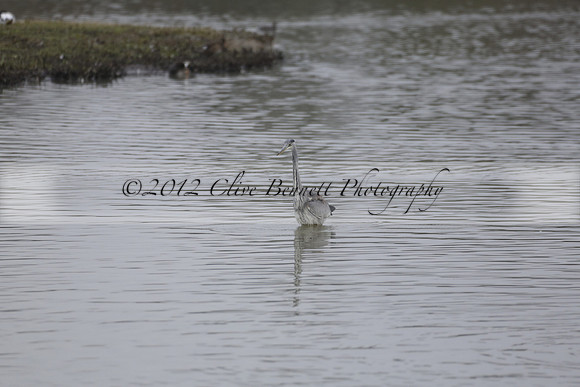 Wildfowl and Wetland Trust Arundel on Sunday 06 January 2013