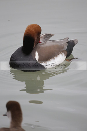 Wildfowl and Wetland Trust Arundel on Sunday 06 January 2013