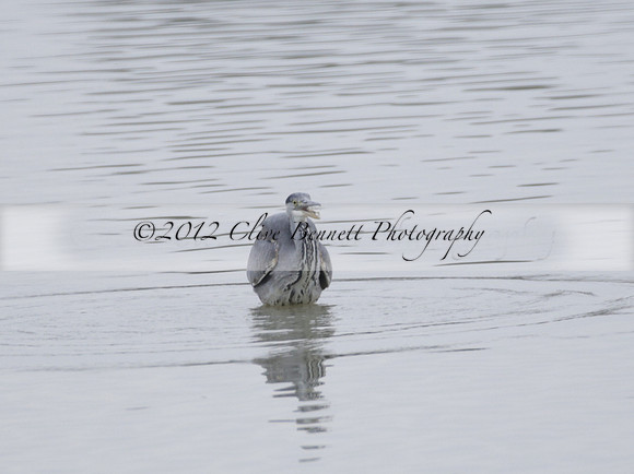 Wildfowl and Wetland Trust Arundel on Sunday 06 January 2013