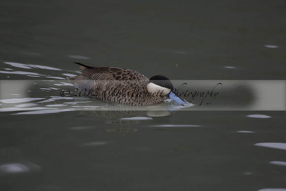 Wildfowl and Wetland Trust Arundel on Sunday 06 January 2013