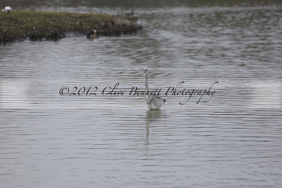 Wildfowl and Wetland Trust Arundel on Sunday 06 January 2013