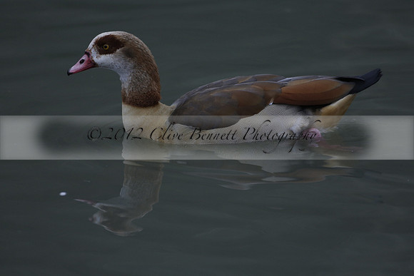 Wildfowl and Wetland Trust Arundel on Sunday 06 January 2013