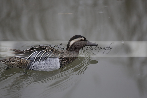 Wildfowl and Wetland Trust Arundel on Sunday 06 January 2013