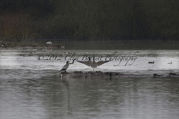 Wildfowl and Wetland Trust Arundel on Sunday 06 January 2013
