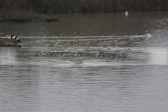 Wildfowl and Wetland Trust Arundel on Sunday 06 January 2013