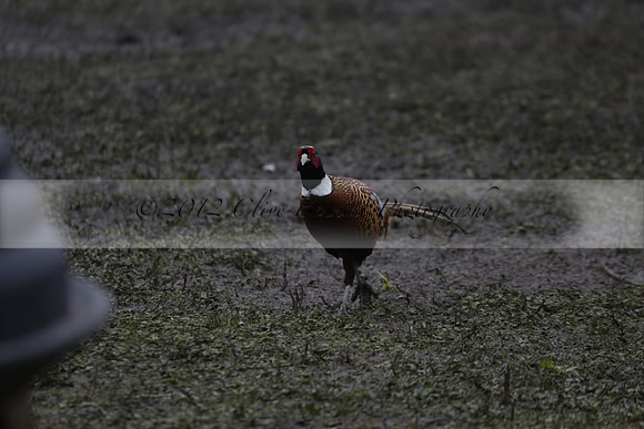 Wildfowl and Wetland Trust Arundel on Sunday 06 January 2013