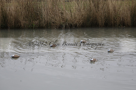 Wildfowl and Wetland Trust Arundel on Sunday 06 January 2013