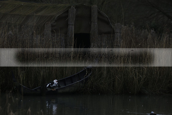 Wildfowl and Wetland Trust Arundel on Sunday 06 January 2013
