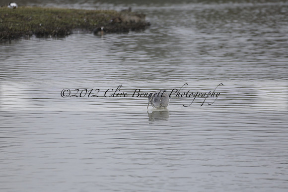 Wildfowl and Wetland Trust Arundel on Sunday 06 January 2013
