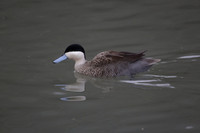Wildfowl and Wetland Trust Arundel on Sunday 06 January 2013
