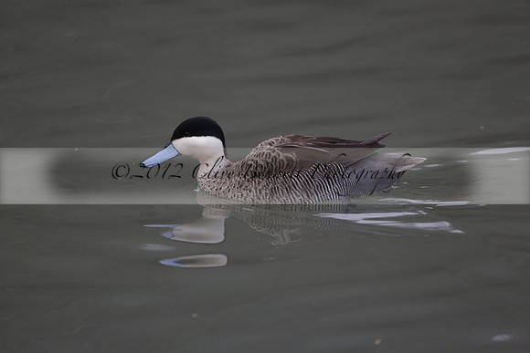 Wildfowl and Wetland Trust Arundel on Sunday 06 January 2013