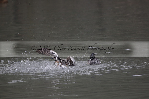Wildfowl and Wetland Trust Arundel on Sunday 06 January 2013