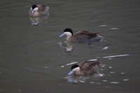 Wildfowl and Wetland Trust Arundel on Sunday 06 January 2013