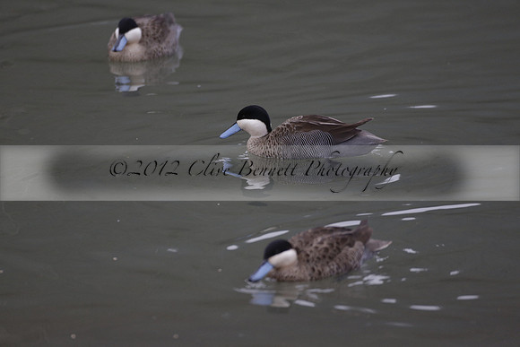 Wildfowl and Wetland Trust Arundel on Sunday 06 January 2013