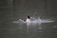 Wildfowl and Wetland Trust Arundel on Sunday 06 January 2013