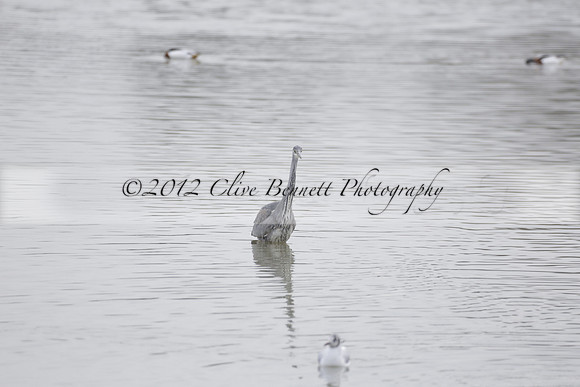Wildfowl and Wetland Trust Arundel on Sunday 06 January 2013