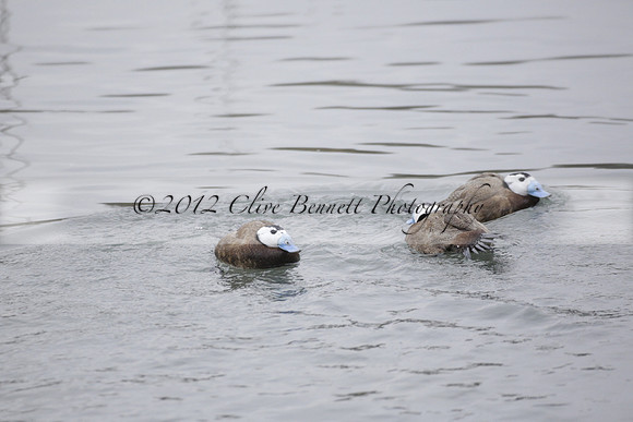 Wildfowl and Wetland Trust Arundel on Sunday 06 January 2013