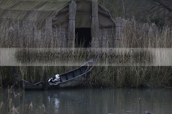 Wildfowl and Wetland Trust Arundel on Sunday 06 January 2013