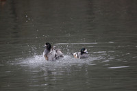 Wildfowl and Wetland Trust Arundel on Sunday 06 January 2013