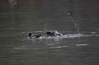Wildfowl and Wetland Trust Arundel on Sunday 06 January 2013