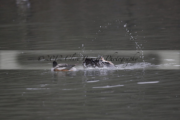 Wildfowl and Wetland Trust Arundel on Sunday 06 January 2013