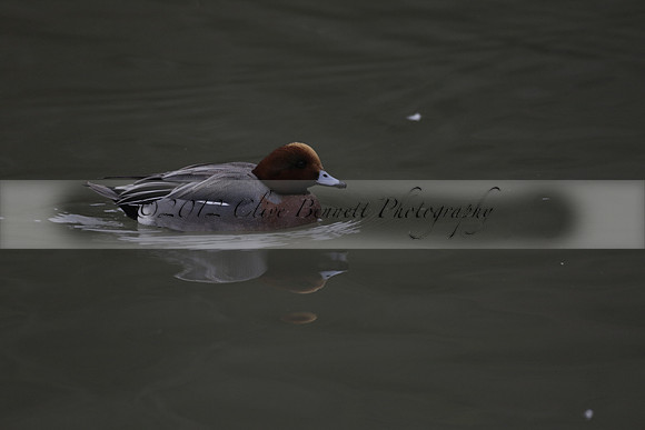 Wildfowl and Wetland Trust Arundel on Sunday 06 January 2013