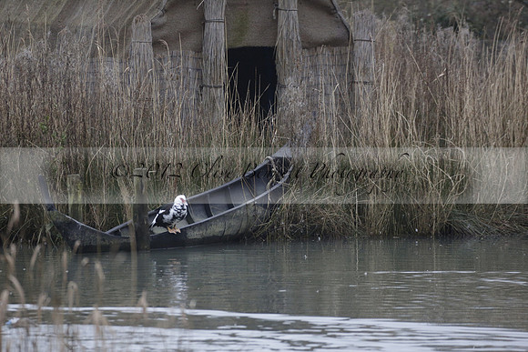 Wildfowl and Wetland Trust Arundel on Sunday 06 January 2013