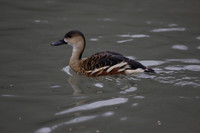 Wildfowl and Wetland Trust Arundel on Sunday 06 January 2013
