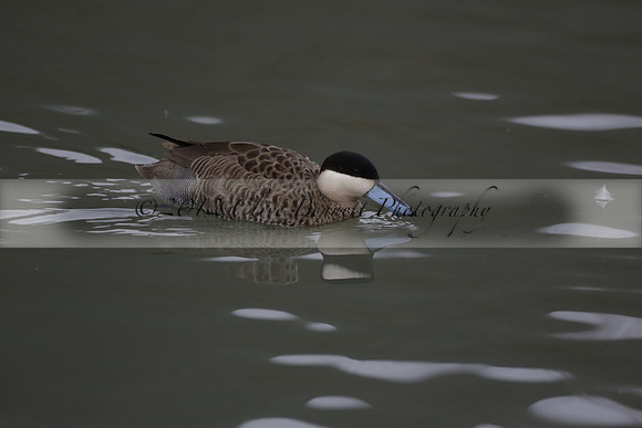 Wildfowl and Wetland Trust Arundel on Sunday 06 January 2013