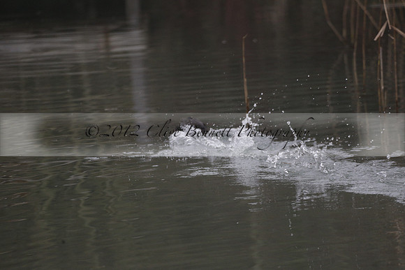 Wildfowl and Wetland Trust Arundel on Sunday 06 January 2013