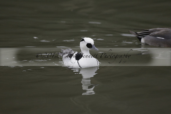 Wildfowl and Wetland Trust Arundel on Sunday 06 January 2013